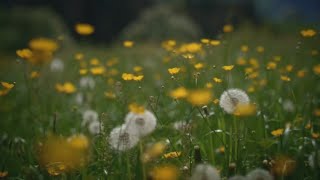 What makes Sacramento's pollen season feel like it never ends