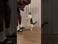 Intelligent Cat Knows All Tricks || PETASTIC 🐾