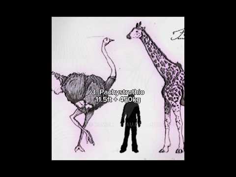 The 5 largest birds ever, how did they get so big? #prehistoric #dinosaur #extinct #birds