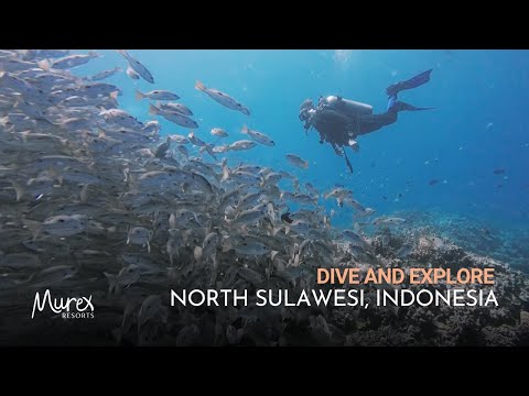 Diving North Sulawesi with Murex Resorts | Indonesia