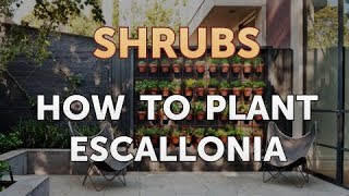 How to Plant Escallonia