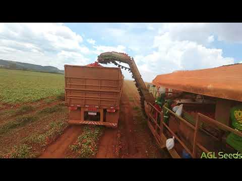 CVR 8161 - Safra Tomate 2025 - Itaberaí GO