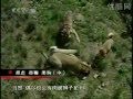 Turkish Kangal Dogs vs. Tigers and Lions - YouTube