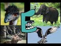Alphabet Lore But Animals E