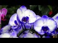 Вкусите и видите, яко благ Господь 