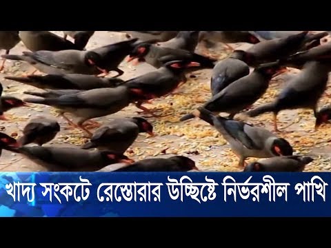 খাদ্য সংকটে পড়েছে পাবনার রেস্তোরার উচ্ছিষ্টে নির্ভরশীল পাখি