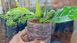 Download lagu STEK NANGKA YANG LUAR BIASA IDE TERBARU DI DUNIA mp3 Download lagu STEK NANGKA YANG LUAR BIASA IDE TERBARU DI DUNIA mp3