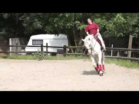 Erste Gehversuche zum fliegenden Galoppwechsel