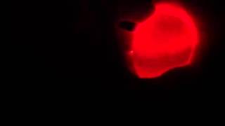 Candling: Orp Eggs at 8 days