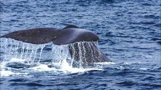 Klaus Schulze - Whales