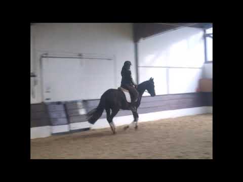 DAISY 4j.  v. Desiderio - Sir Savoy  VB 8.500,- Euro