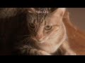 Nadin Amizah Nadin Amizah Official Lyric Video