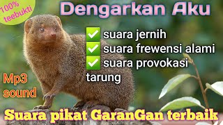 Download lagu Suara pikat garangan jernih terbukti cepat datang garangan mp3
