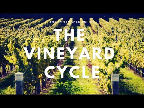 The Vineyard Cycle - 12 Months in the Life of a Vine