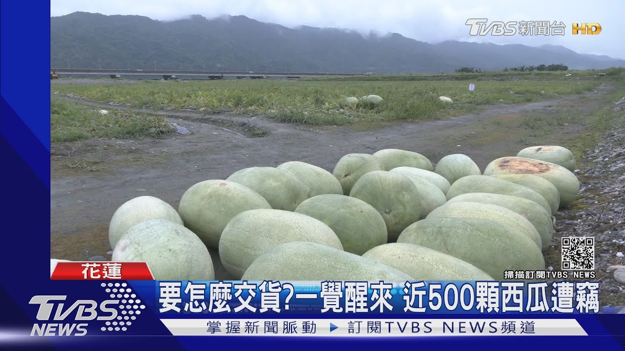 要怎麼交貨? 一覺醒來「近500顆西瓜遭竊」損失逾21萬