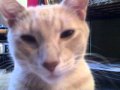 Soothing Loud Cat Purr Orange Tabby