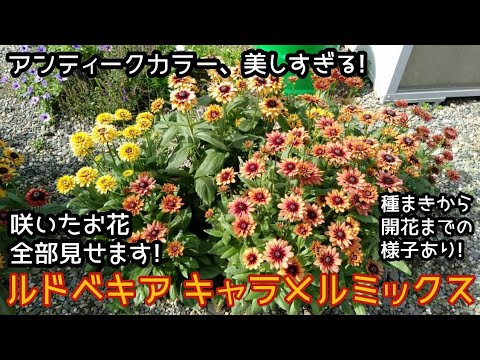 園芸 明るいルドベキア、明るいルドベキア