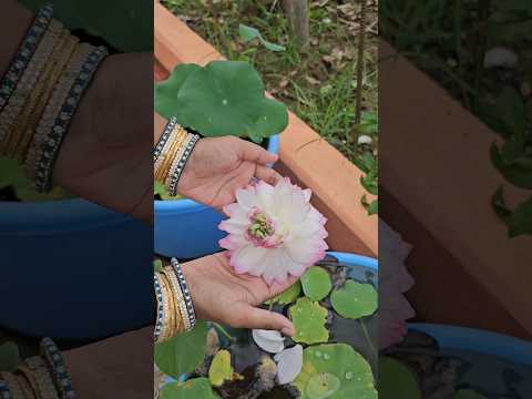 beautiful lotus in my garden #lotus #mygarden #shorts #ytshorts #shortvideo #gardening