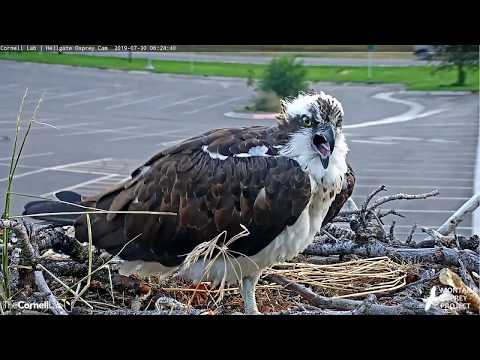 Hellgate Osprey Iris