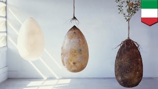 Burial pods that turn bodies into trees are an eco-friendly alternative to coffins - TomoNews