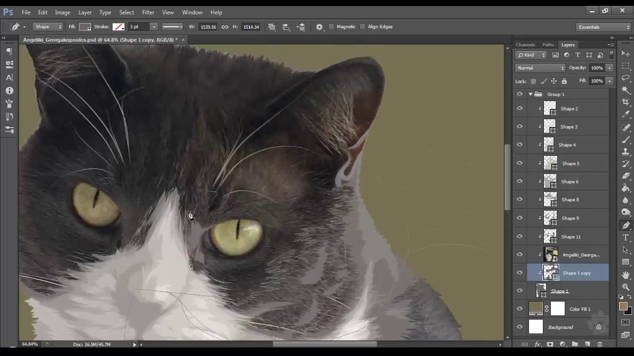 Pet Vector Process Video (300% Speed)