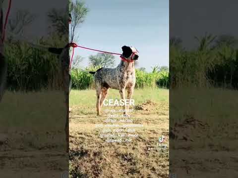 TOP CLASS BULLY KUTTA CEASER @raja...munsaf @raja...sarwar...sony #bullykutta #beastfromtheeast