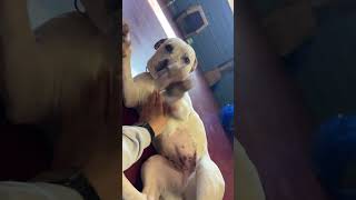 Video preview image #1 Mutt Puppy For Sale in Webster, WI, USA