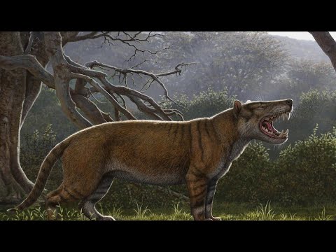 Hyaenodon Tribute