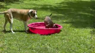 Video preview image #1 Chihuahua-Feist Terrier Mix Puppy For Sale in Cookeville, TN, USA