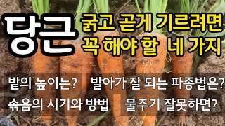 굵고 곧은 당근을 위해 꼭 해야할 네가지!  밭의 높이는? 발아가 잘되는 파종법.  솎음의 시기와 방법. 물…