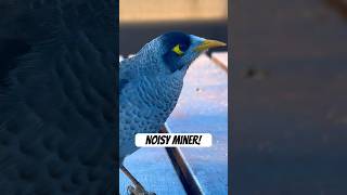 Download lagu Suara Burung Penambang Berisik yang Menakjubkan #burung #alam #pengamatanburung #suaraburung mp3