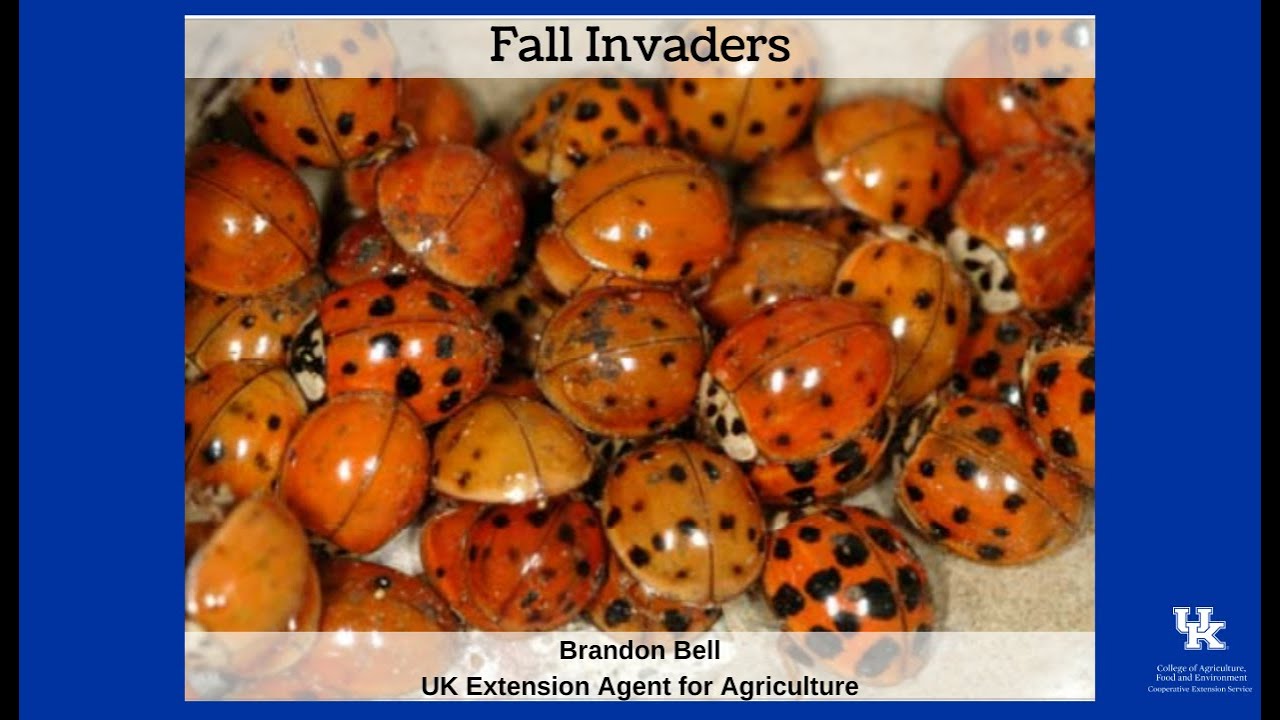 Fall Invaders