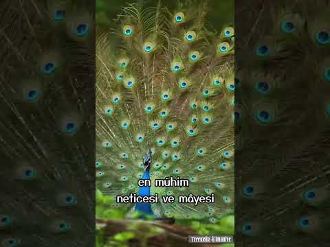 RİSALE-İ NUR'DAN VECİZE