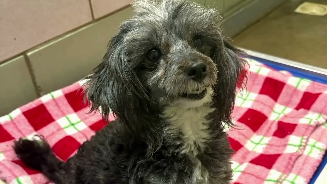 Enlarge Sara, a ADOPTABLE Miniature Poodle in Shippenville, PA video 3/5