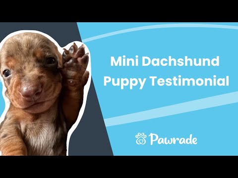 Lincoln the Mini Dachshund