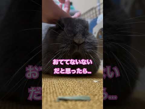 園芸 ドワーフウサギによく餌をあげてください