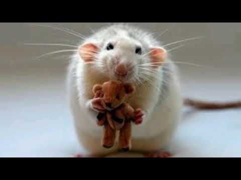 Ratoncito travieso.(J.Soler)