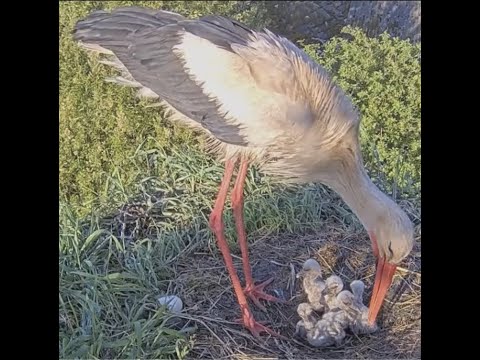 Barības nav pulka un visiem netiek     Baltie stārķi Tukuma novadā, 2021 Fāze un Volts