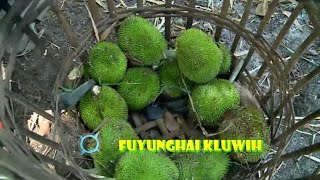 Download lagu FUYUNGHAI KLUWIH | JEJAK SI GUNDUL (25/11/21) mp3