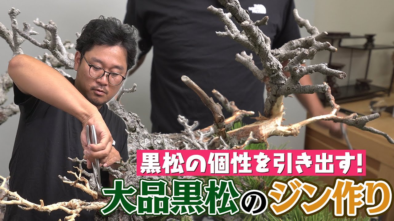 超希少激レア！鬼才関野正作　根上がり半懸崖　五葉松　小品　盆栽　黒松　真柏 超希少激レア！鬼才関野正作 根上がり半懸崖 五葉松 小品 盆栽 黒松 真