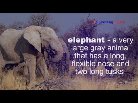 Let's Learn English Lesson 48 Speaking Practice