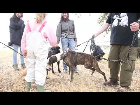 Lucky Dogs Montemor