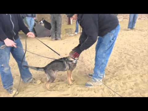 Zorro vom Geistwasser, aka "Gunnar"