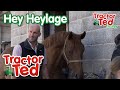 Hey Heylage 🐴 | New Tractor Ted Trailer | Tractor Ted Official Channel