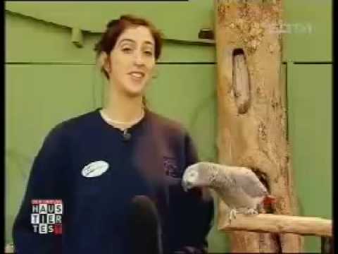 Einstein der sprechende Papagei