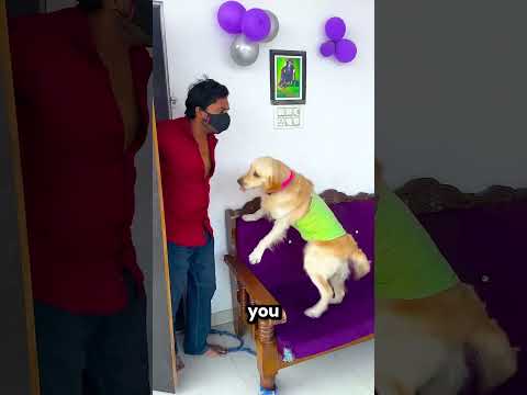 My Owner Caught Me Chewing His Shoes 😂