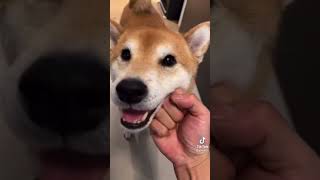 I Heard Your Hungry For A Knuckle Sandwich