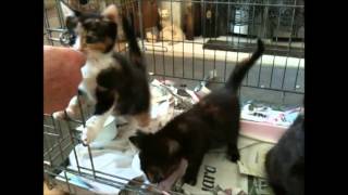 preview picture of video 'Adopt a Naughty Tortie Kitten!'