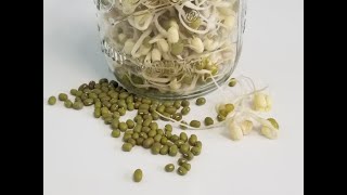 Mung beans sprouted in a jar - and my favorite recipe for them.