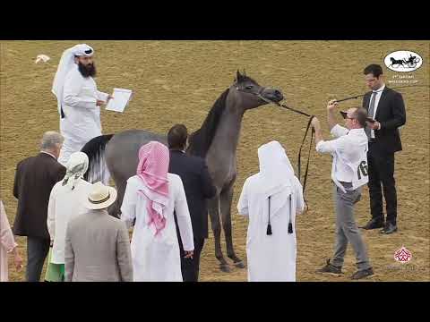 N 76 HARQAN AL SHAQAB   1st Qatar Arabian Breeders Cup   Yearling Colts Class 4A